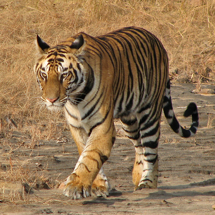 tiger at Bandhavgarh